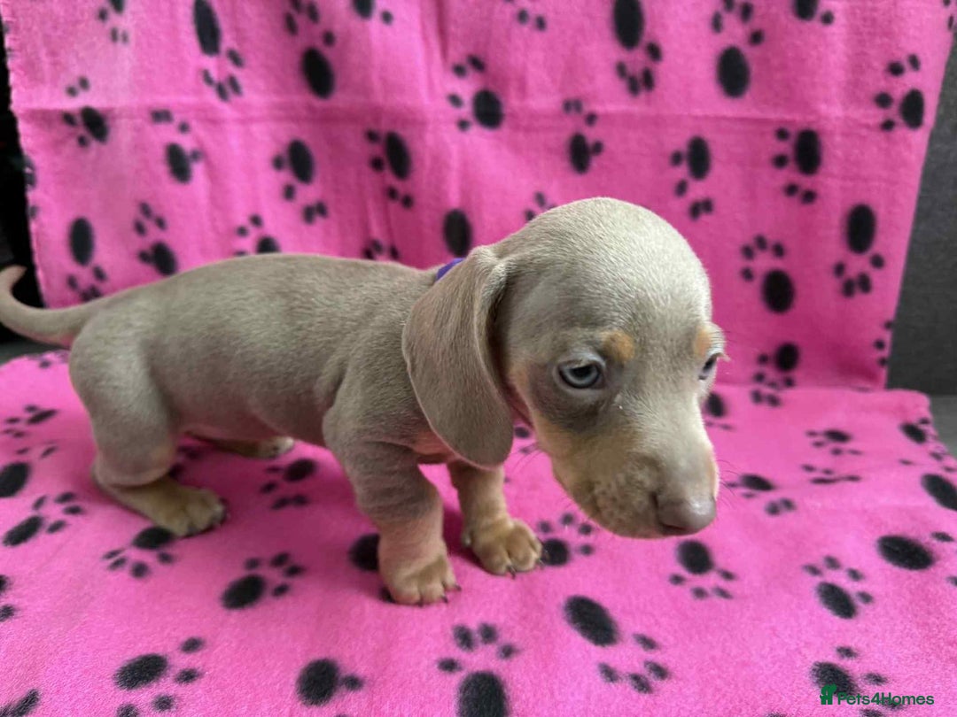 Miniature Dachshund dogs for sale: Gorgeous miniature dachshund puppies - Image 17