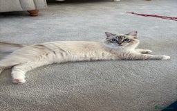 Ragdoll cats for sale: Princess ragdoll kitten - Image 3