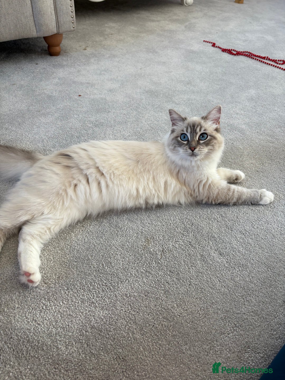 Ragdoll cats for sale: Princess ragdoll kitten - Image 3