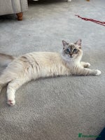 Ragdoll cats - Advert 15