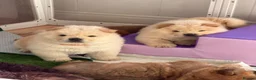 Chow Chow dogs for sale: Cream chow chow puppies - Advert 15