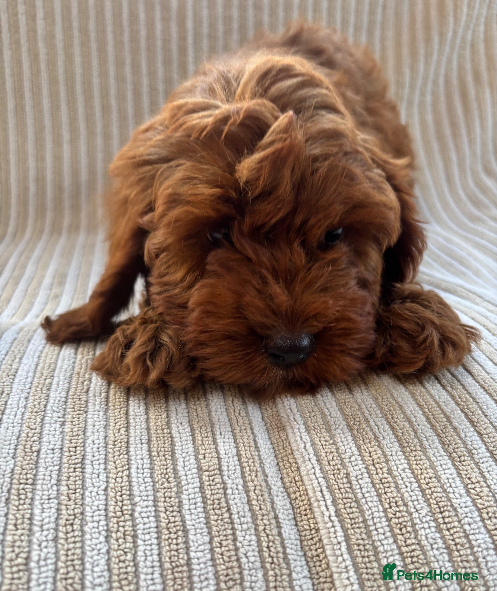 Cavapoo dogs Our delightful Cavapoo puppies  - Advert 12
