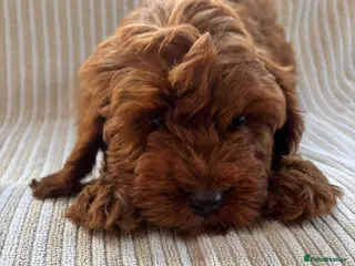 Cavapoo dogs Our delightful Cavapoo puppies - Advert 12