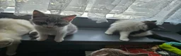 Ragdoll cats for sale: 4 kittens ragdoll and British shorthear mix - Advert 12
