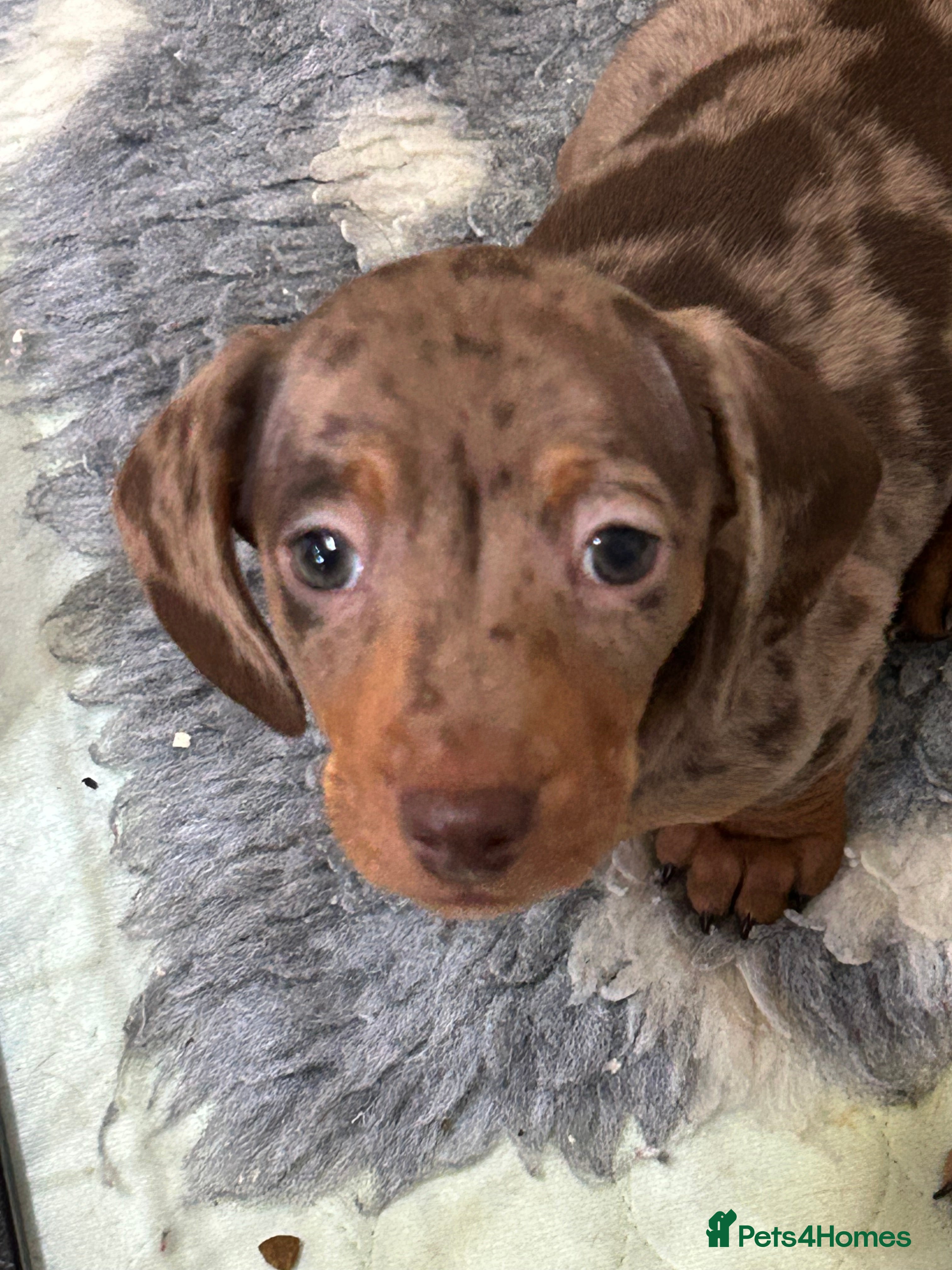 Miniature Dachshund dogs Isabella Dapple & chocolate & tan-dachshunds,  - Advert 11