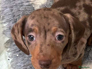 Miniature Dachshund dogs Isabella Dapple & chocolate & tan-dachshunds, - Advert 9