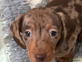 Miniature Dachshund dogs Isabella Dapple & chocolate & tan-dachshunds, - Advert 14