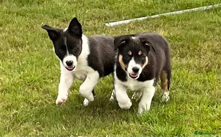 Border Collie dogs - Advert 5
