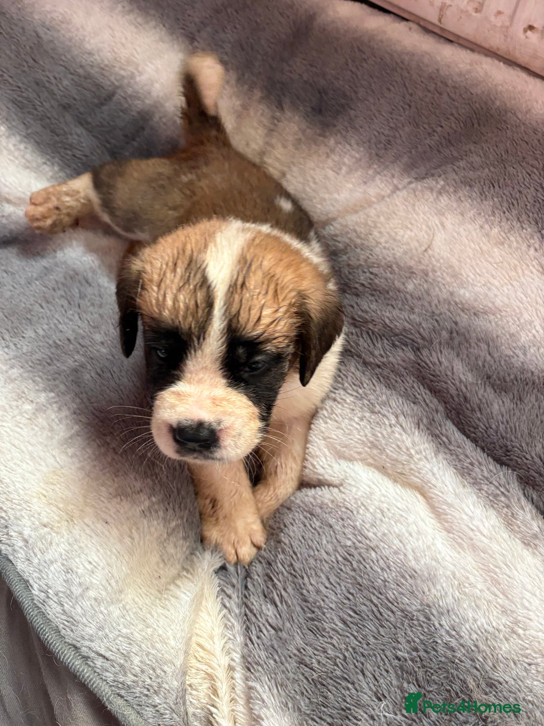 Saint Bernard dogs for sale: Saint Bernard  - Image 7