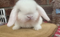 Mini Lop rabbits for sale: Beautiful mini lop bunnies ready to reserve  - Image 13