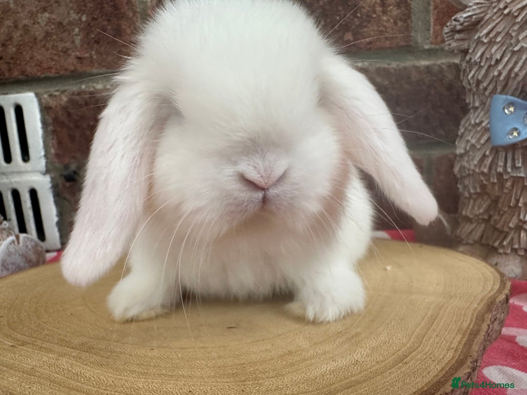 Mini Lop rabbits for sale: Beautiful mini lop bunnies ready to reserve  - Image 13