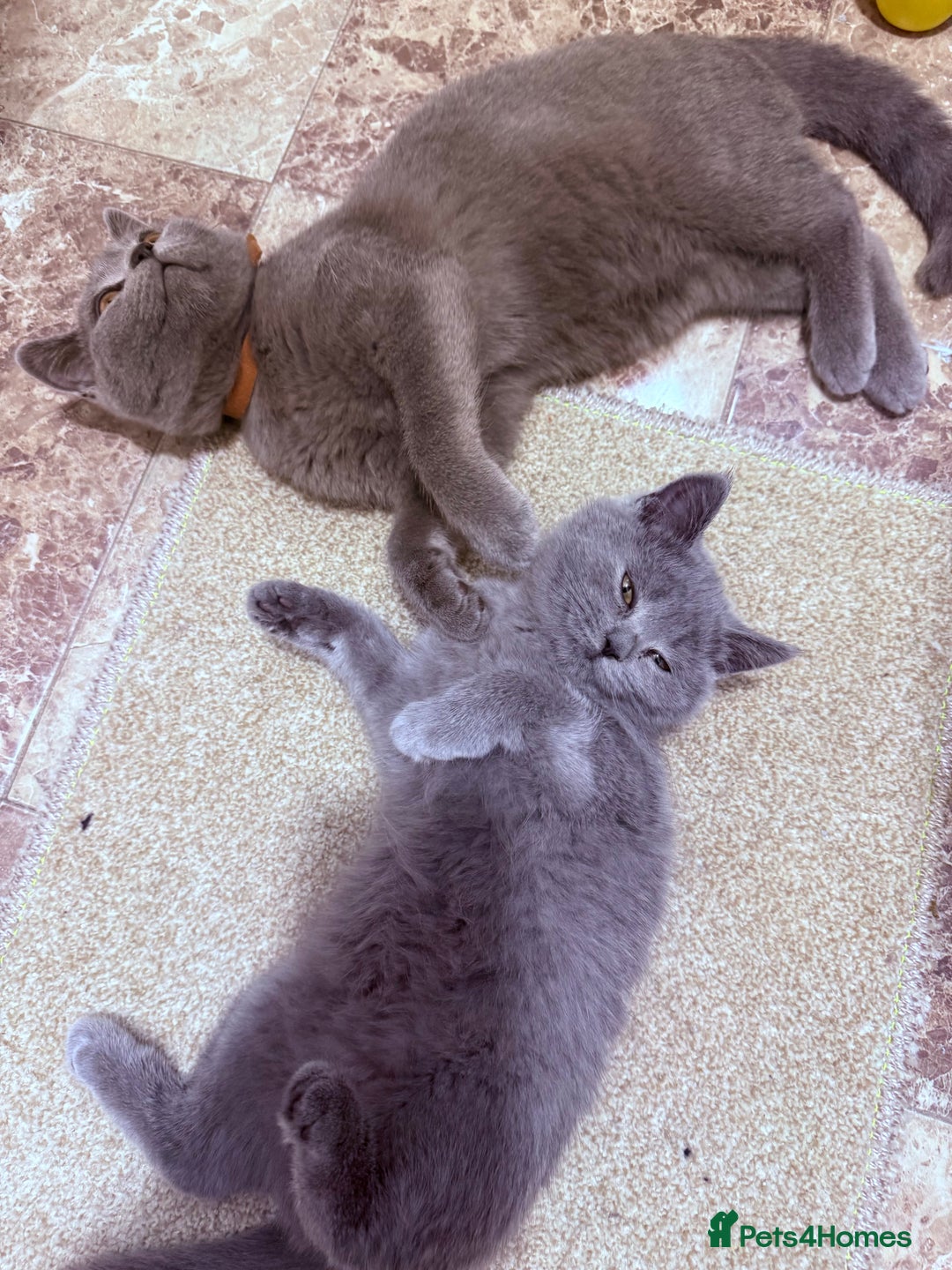 British Shorthair cats for sale: British shorthair kittens London(1 girl only) - Image 10