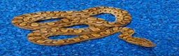 Boa Snake reptiles for sale: Argentina Rainbow Boa's - Advert 4