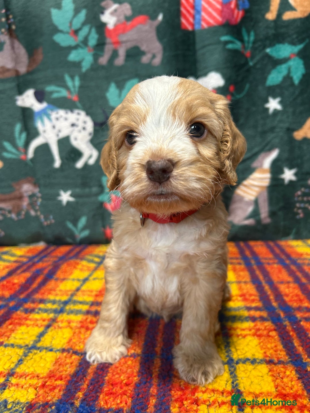 Cockapoo dogs for sale: Cute F1 cockapoo puppies  - Advert 8