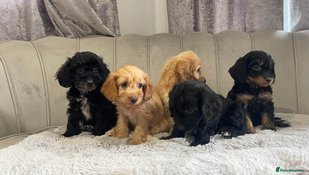 Cockapoo dogs for sale: Beautiful F1 cockapoos ready now  - Image 6