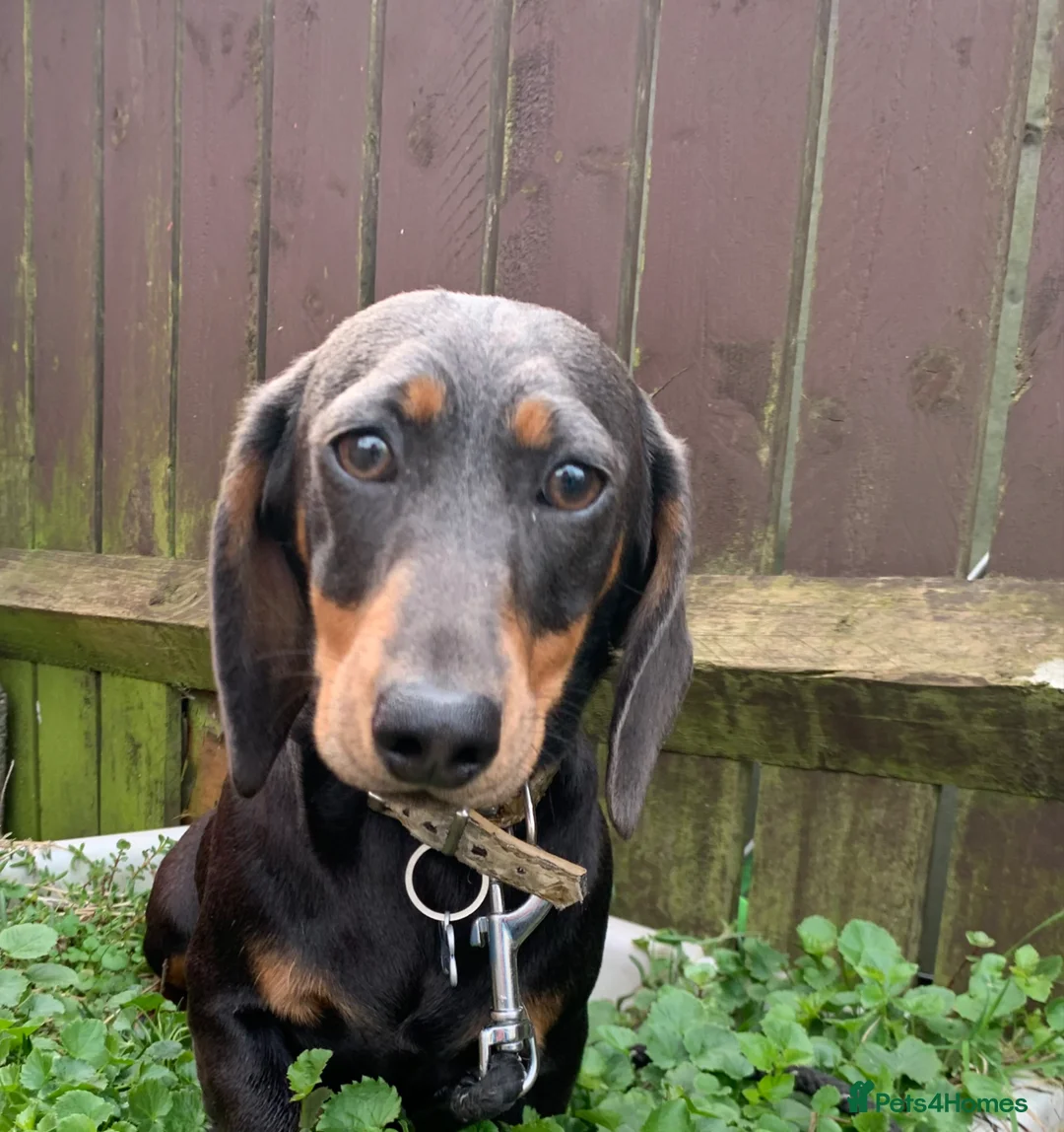 Miniature Dachshund dogs for sale: Minature daschund female - Advert 2