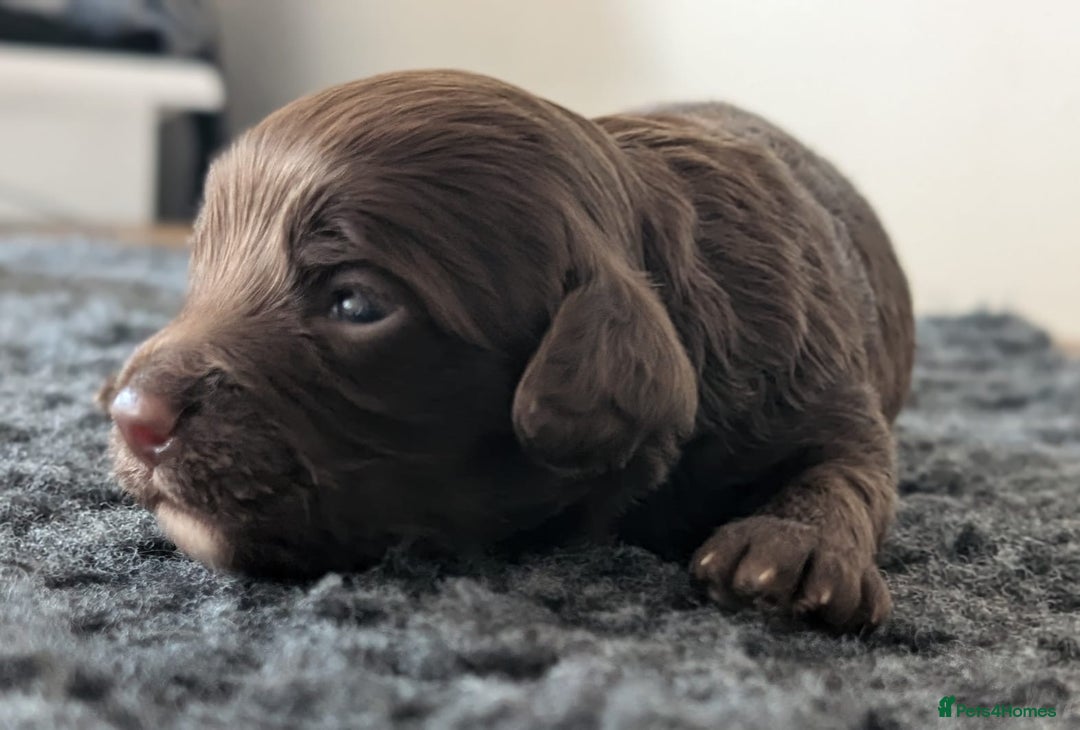 Cockapoo dogs for sale: Very special PRA clear chocolate litter cockapoos  - Advert 6