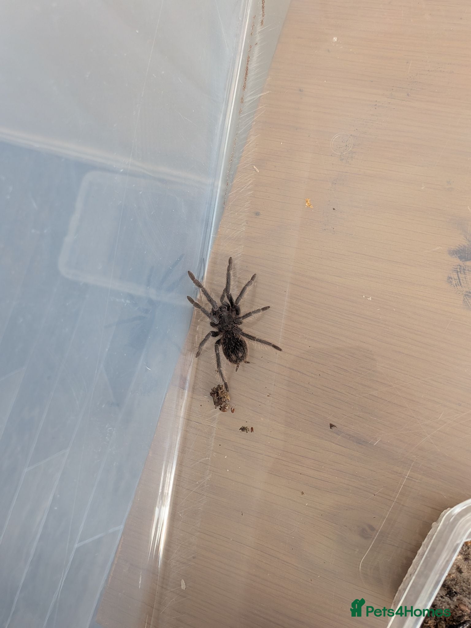 Tarantulas invertebrates Salmon pink birdeater 1.5 inches, will grow to 12 - Advert 1
