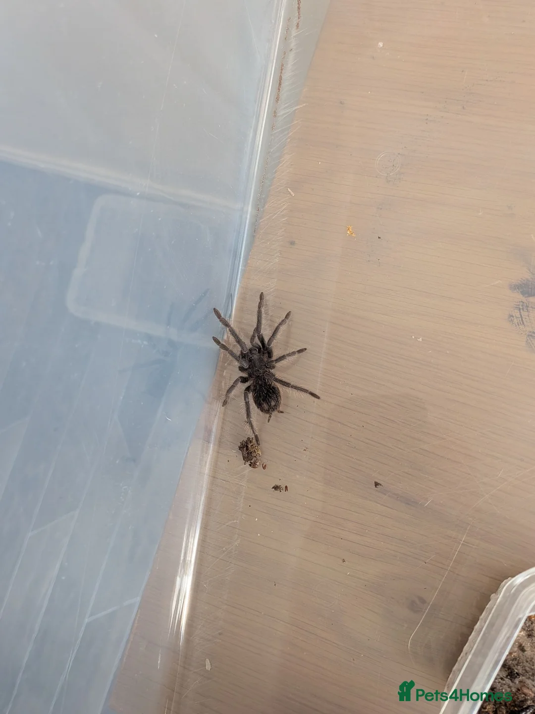 Tarantulas invertebrates for sale: Salmon pink birdeater 1.5 inches, will grow to 12 in Middlesbrough - Advert 1