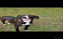 Mixed Breed dogs for sale: For adoption - Image 9