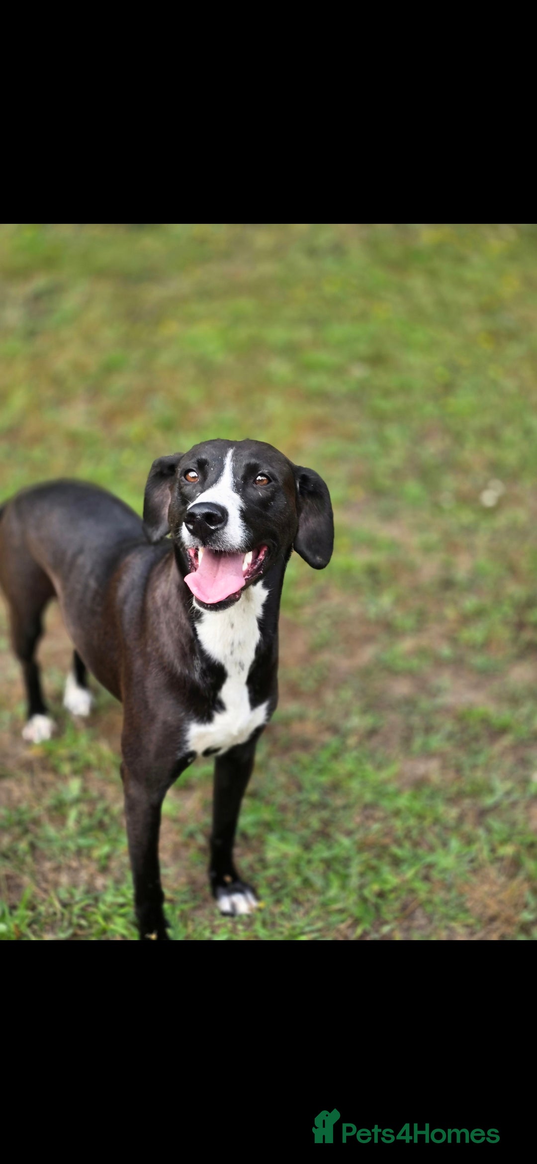 Mixed Breed dogs for sale: For adoption - Image 9