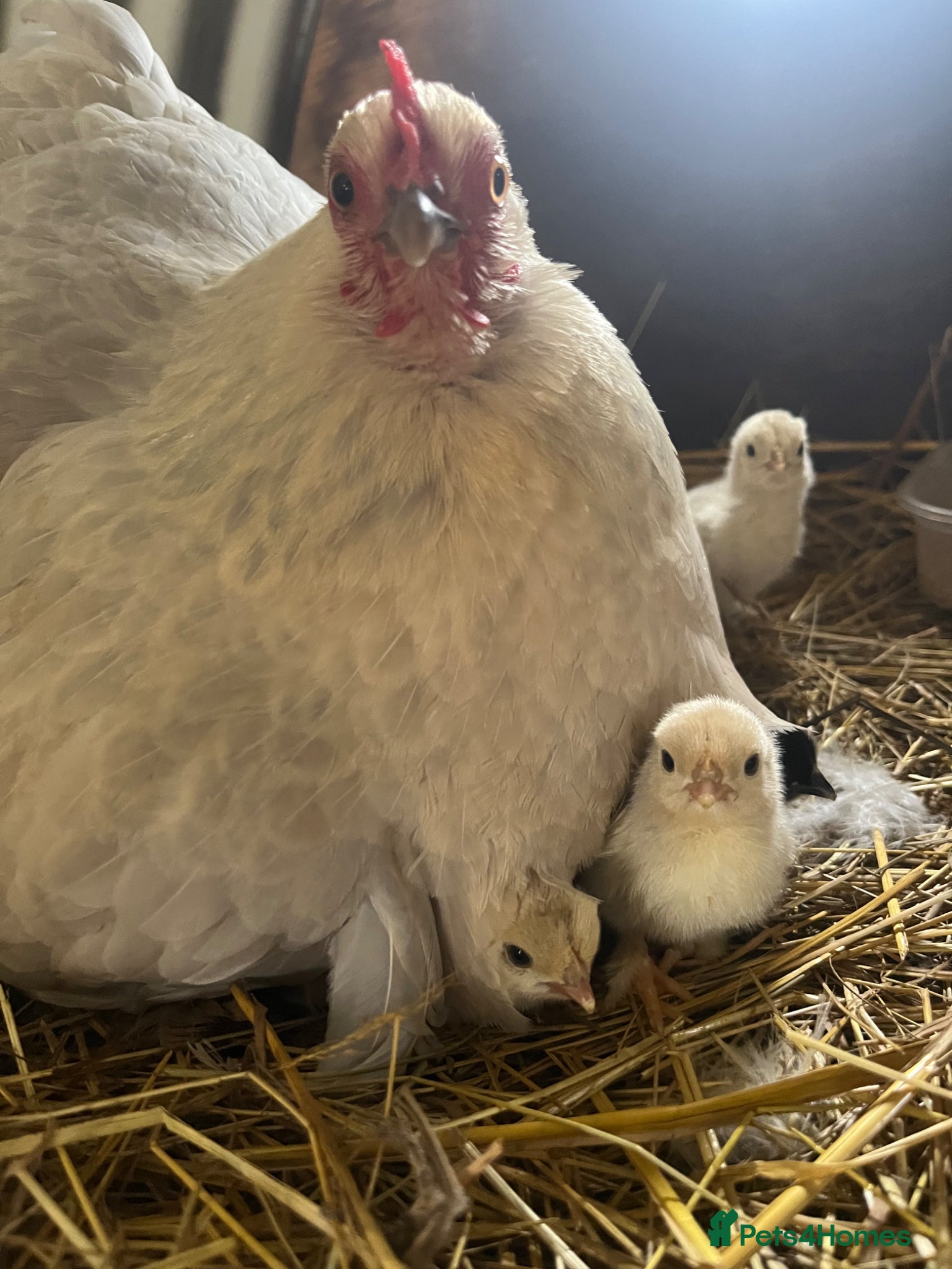 Chickens poultry Pekin bantam chicks  - Advert 2