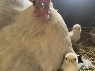 Chickens poultry Pekin bantam chicks - Advert 2