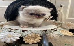 Exotic cats for sale: Outstanding exotic kittens  - Image 4