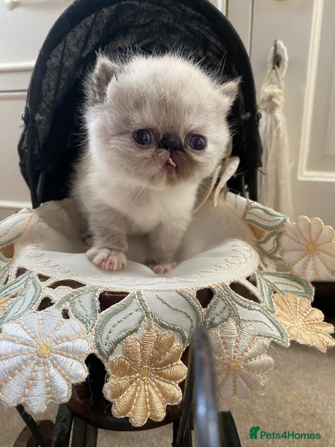 Exotic cats for sale: Outstanding exotic kittens  - Image 4