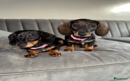 Miniature Dachshund dogs for sale: Miniature Dachshunds – 9 Months Old (Sisters) - Image 2