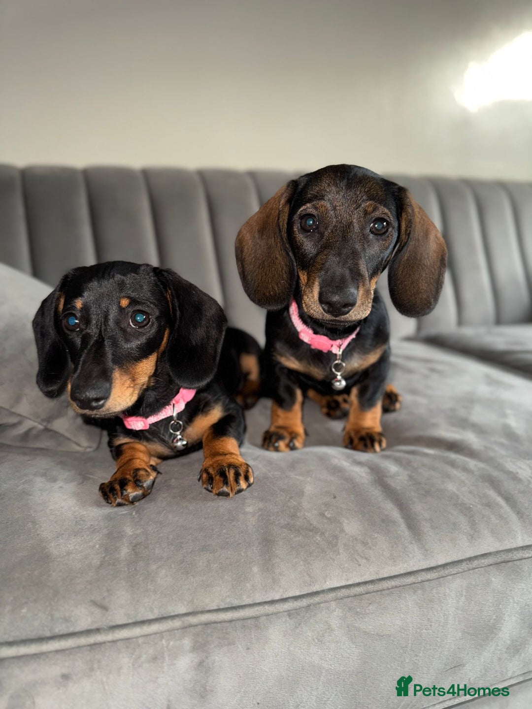 Miniature Dachshund dogs for sale: Miniature Dachshunds – 9 Months Old (Sisters) - Image 2