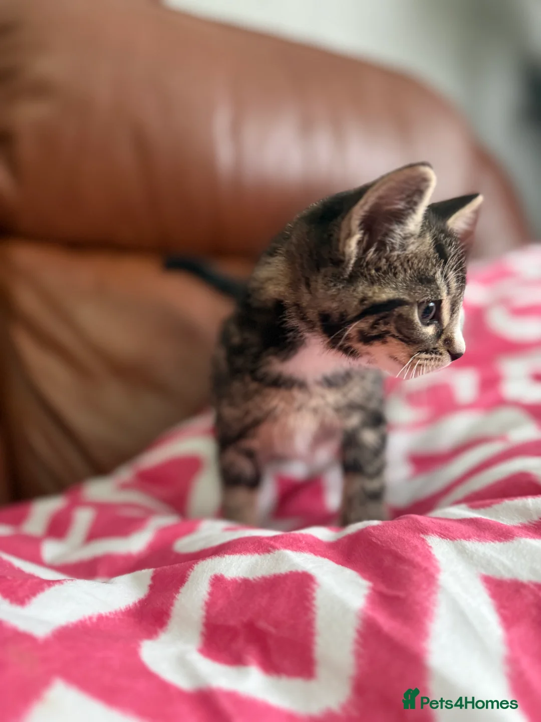 Mixed Breed cats for sale: Mixed Bengal and tabby cats  - Advert 5