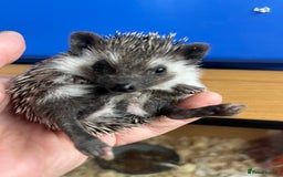 Pygmy Hedgehog rodents for sale: Stunning super friendly hoglets ready now!  - Image 13