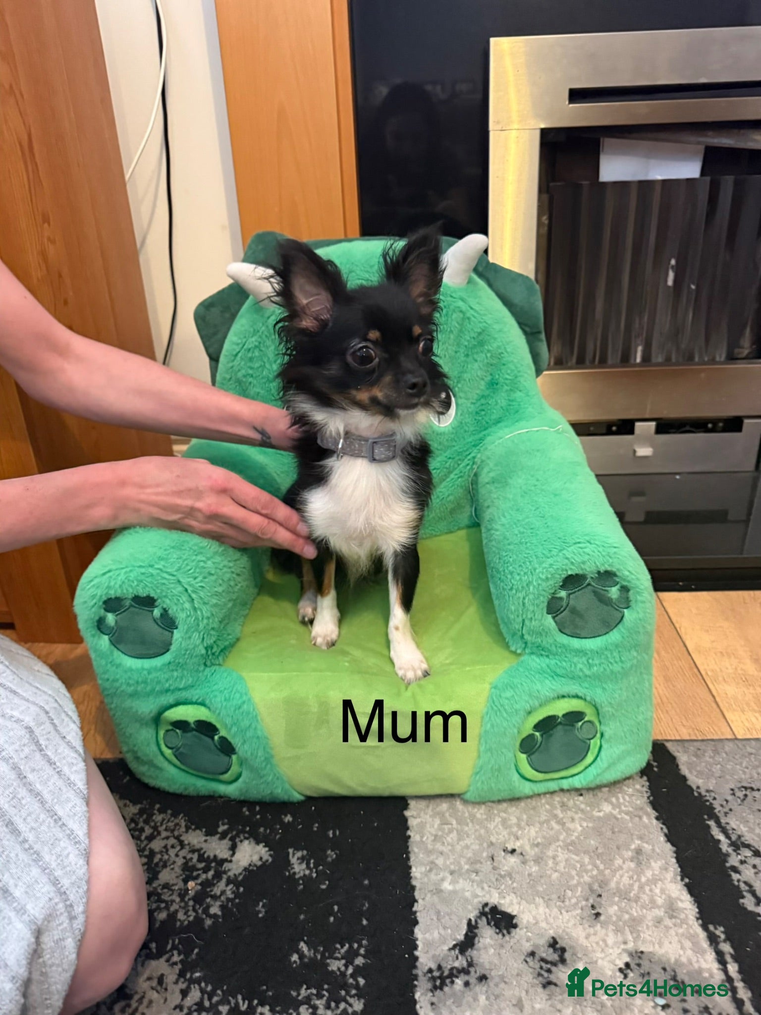 Chihuahua dogs Chihuahua puppies 2 boys available  - Advert 1