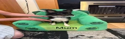 Chihuahua dogs for sale: Chihuahua puppies 2 boys available  in Manchester - Advert 1
