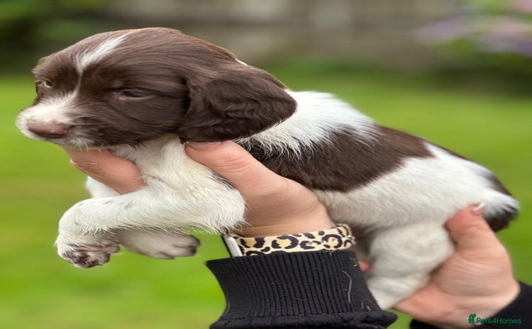 English Springer Spaniel dogs - Advert 1