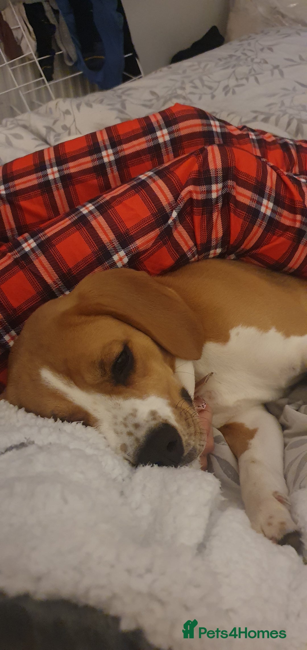 Beagle dogs for sale: Harper - Advert 4