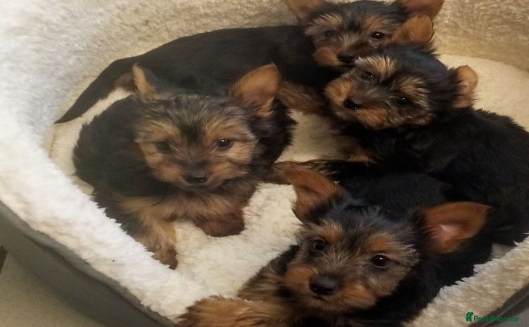 Yorkshire Terrier dogs - Advert 1