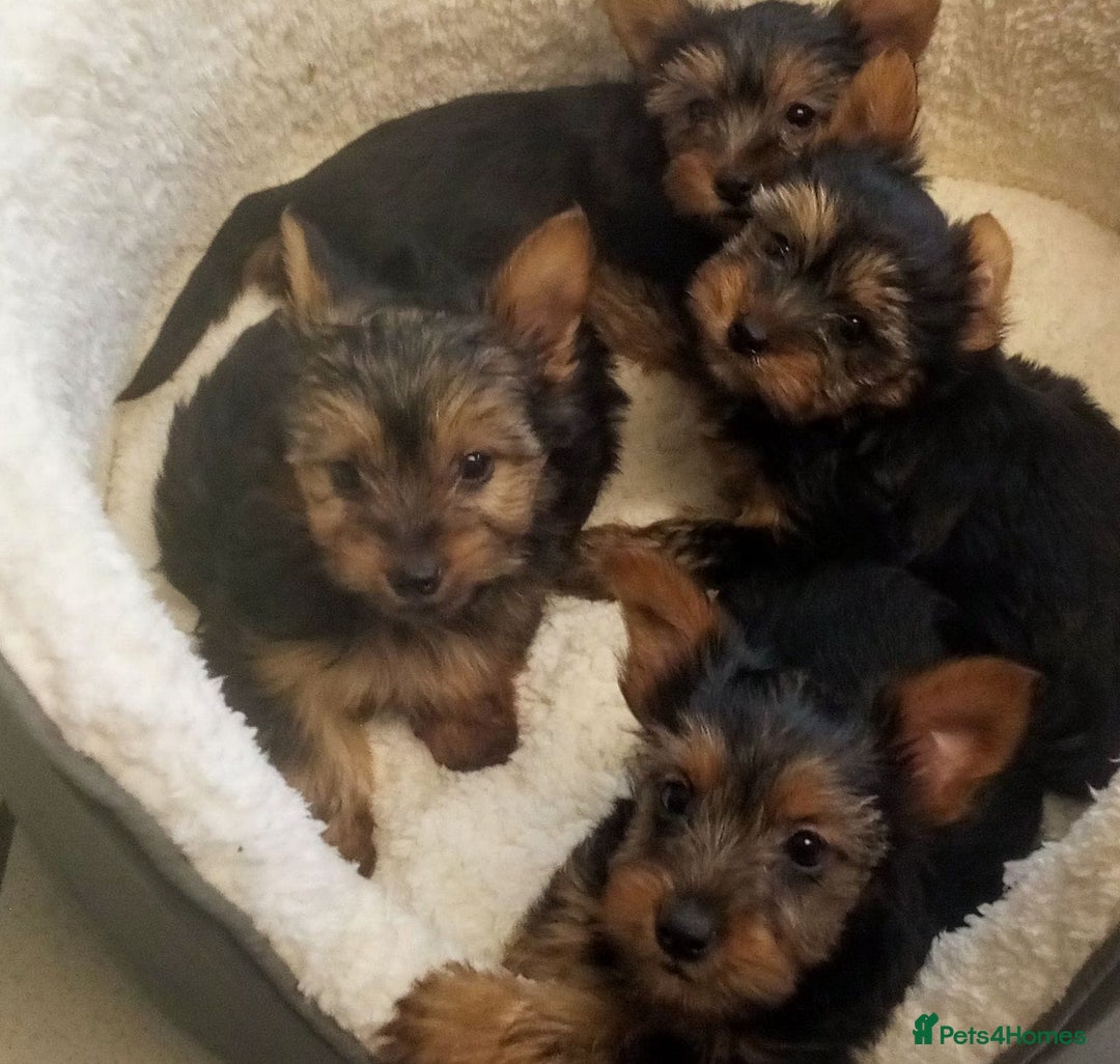Yorkshire Terrier dogs for sale: Miniature full breed Yorkshire terriers  - Image 1