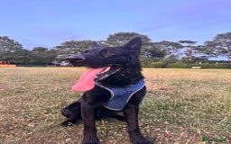 German Shepherd dogs for stud: German Shepherd *STUD* - Image 12