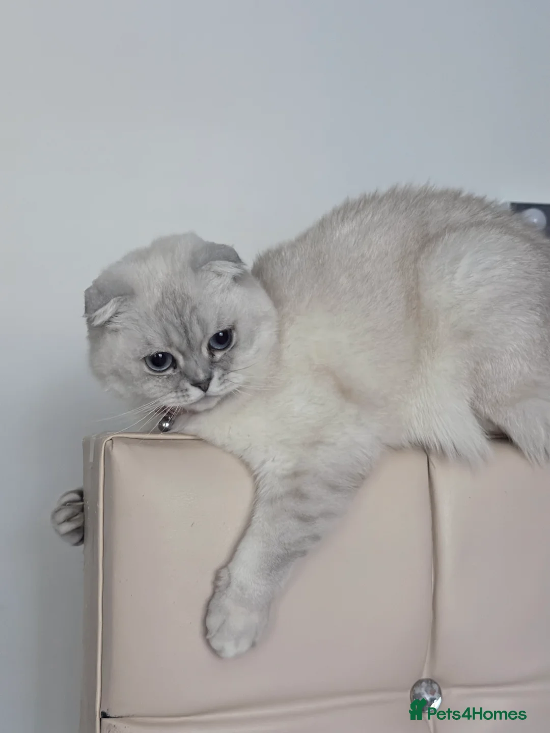 Scottish Fold cats for sale: Beautiful Scottish fold  - Advert 8