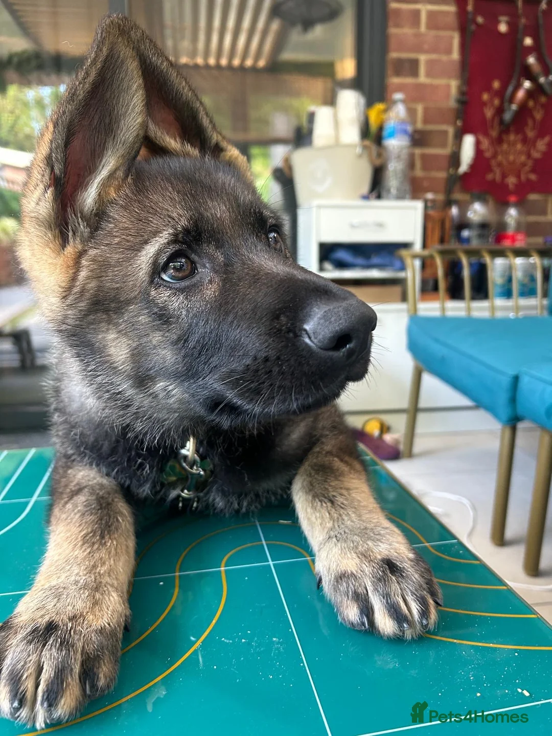 German Shepherd dogs for sale: 4 months old German Shepherd puppy - Advert 5