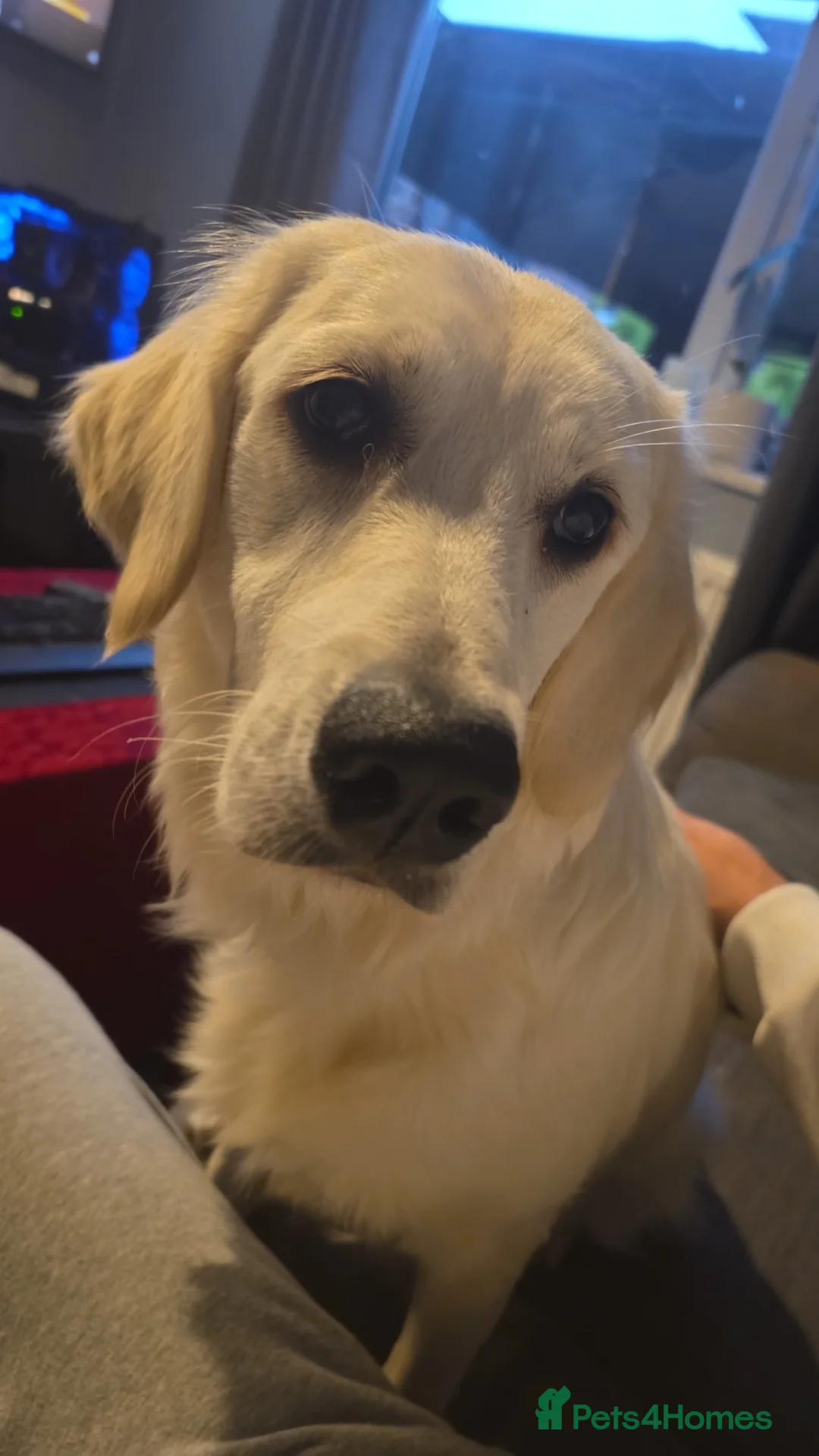 Golden Retriever dogs for sale: Lilly golden retriever 7 months old kc registered  - Advert 3