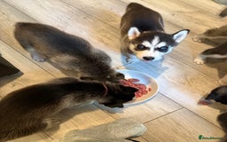 Siberian Husky dogs for sale: Strong Chunky Siberian Husky puppy’s  - Image 18