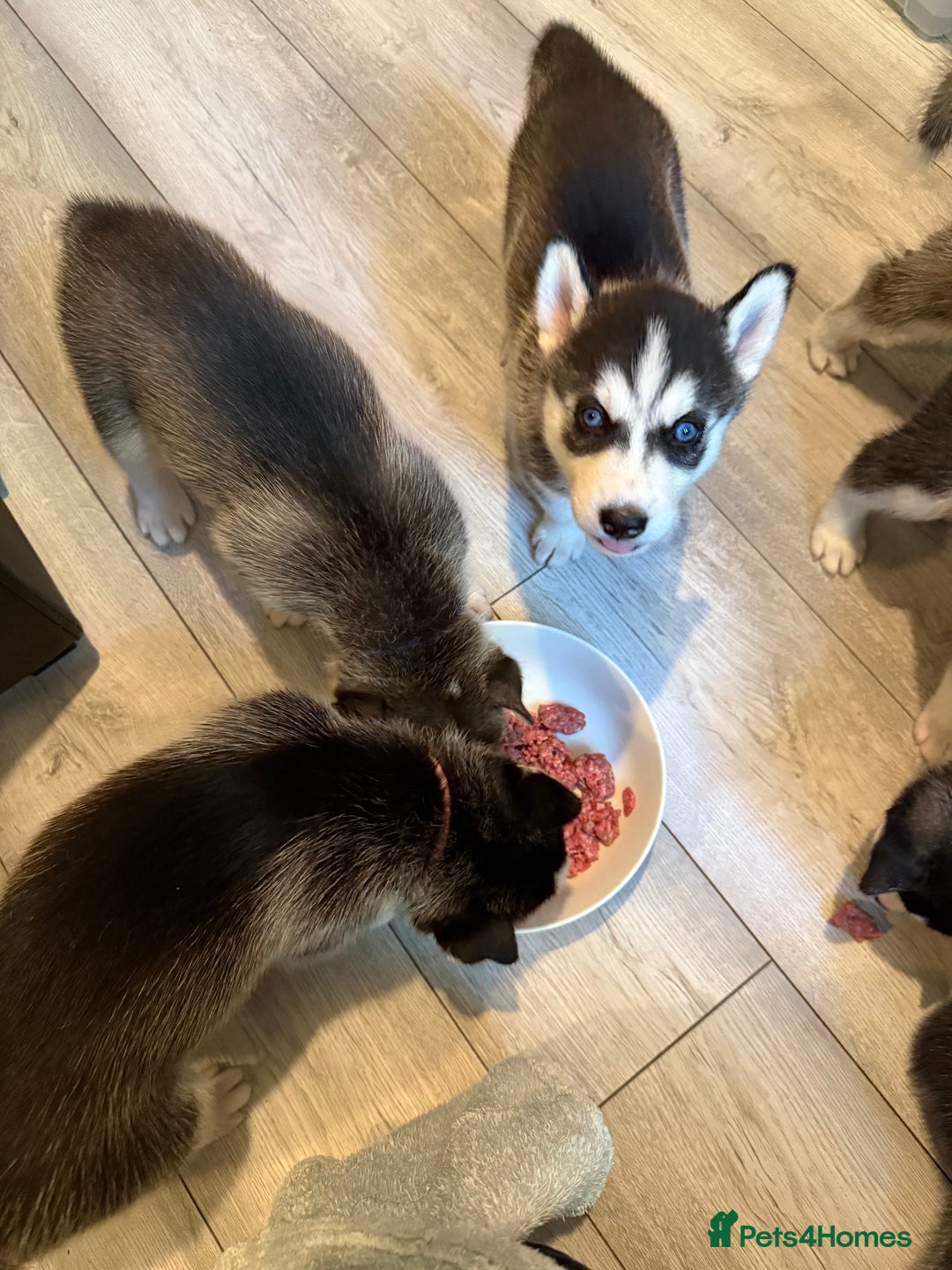 Siberian Husky dogs for sale: Strong Chunky Siberian Husky puppy’s  - Image 18