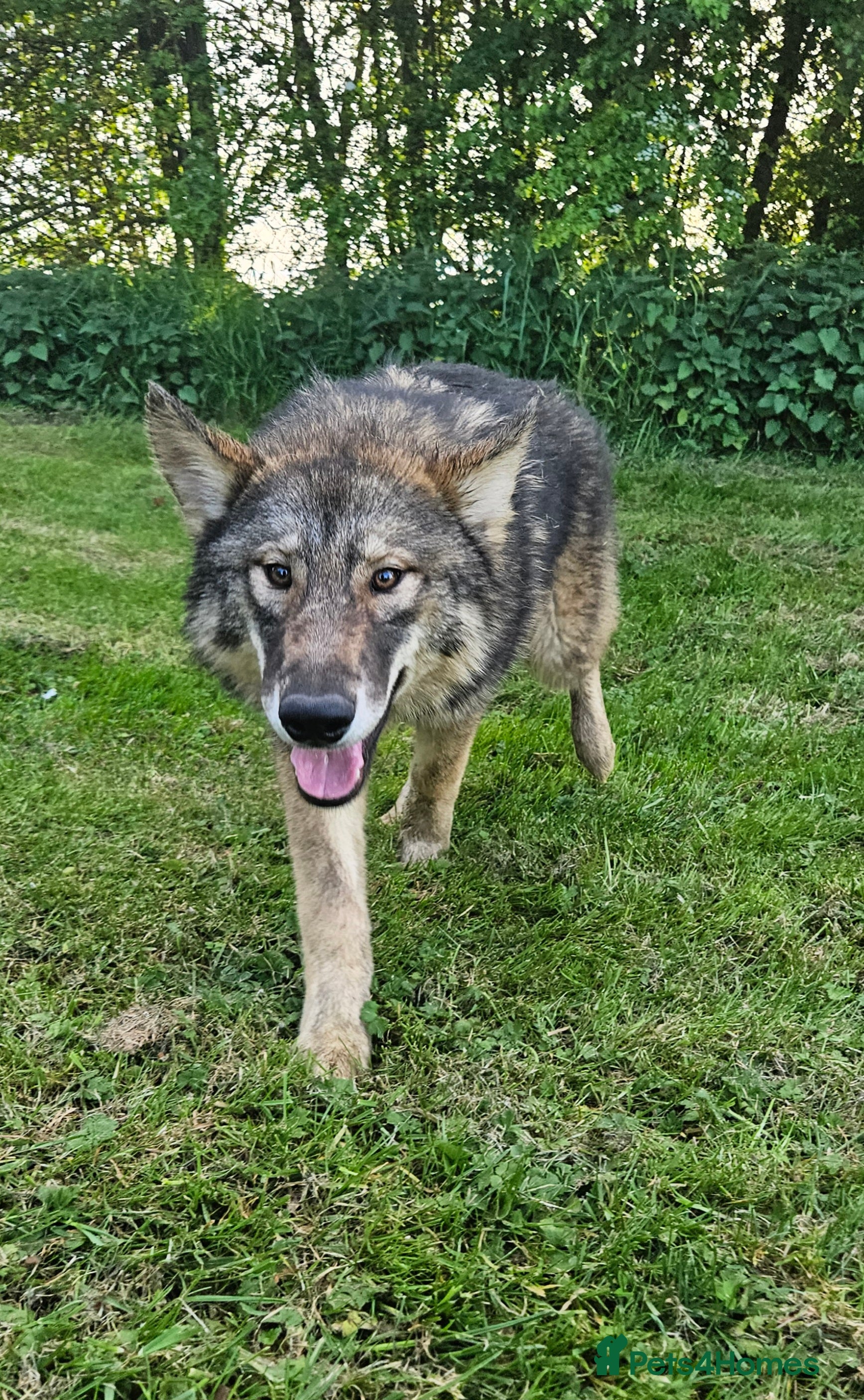 Northern Inuit dogs 2yr old female - Advert 4