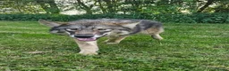 Northern Inuit dogs for sale: 2yr old female - Advert 1