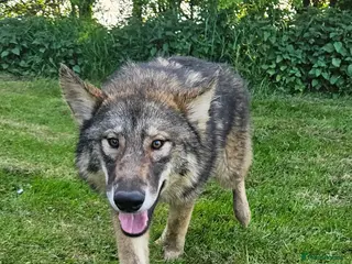 Northern Inuit dogs 2yr old female - Advert 2