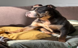 American Bully dogs for sale: Pocket Bully - 8months old - Image 5