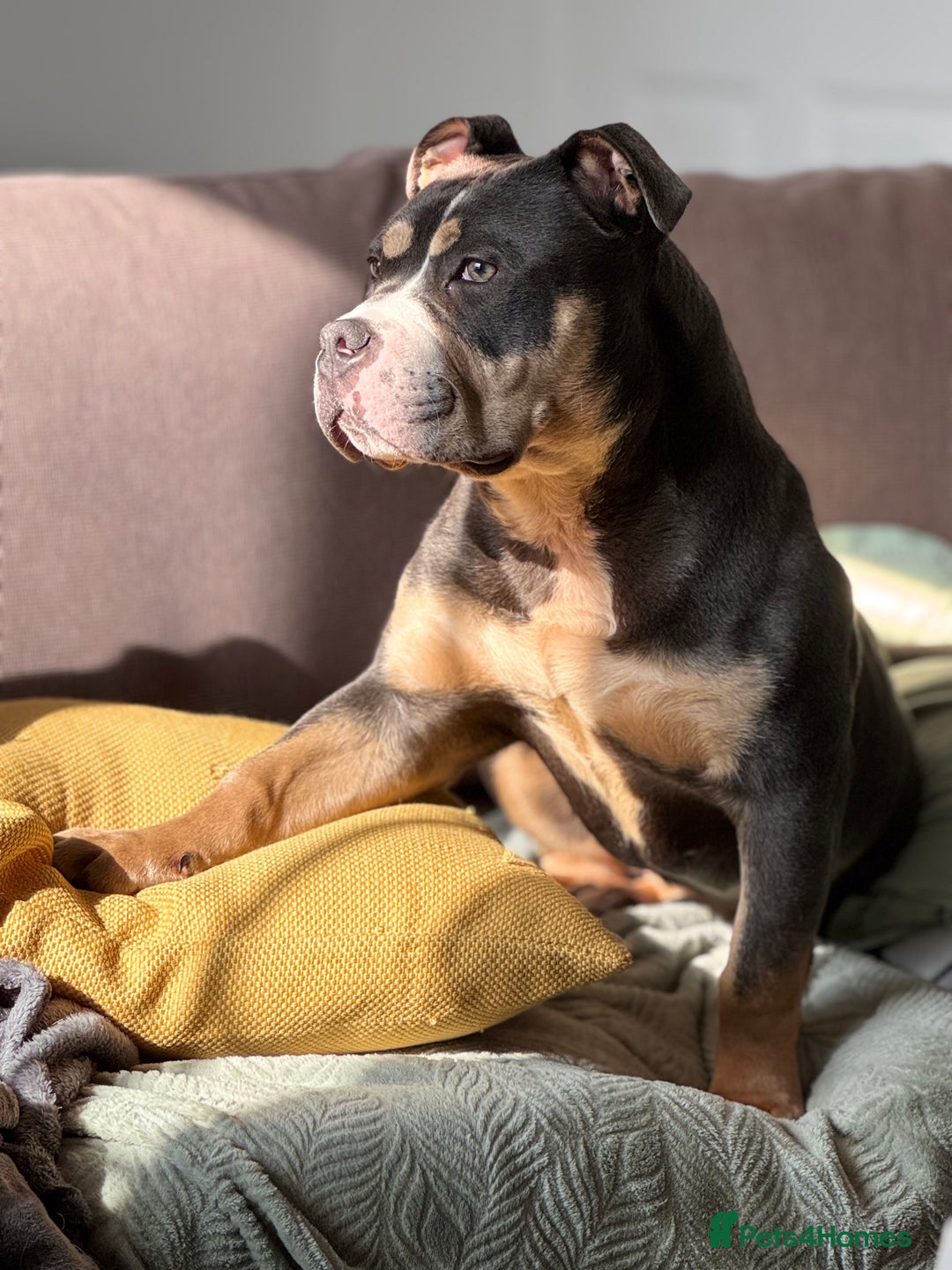 American Bully dogs for sale: Pocket Bully - 8months old - Image 5